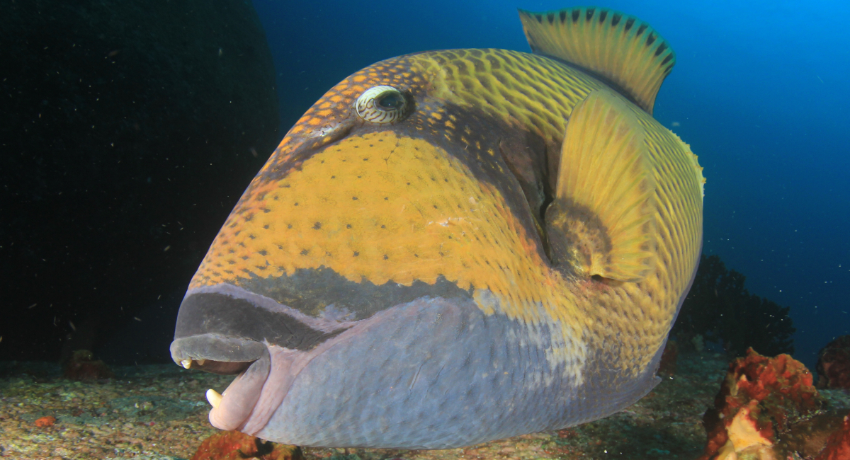 Fish With Human-Like Teeth Is Going Viral On The Internet For Its Unusual Appearance